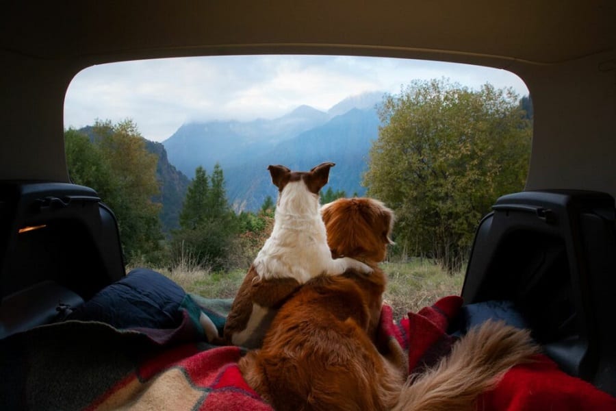 Camping with your dog